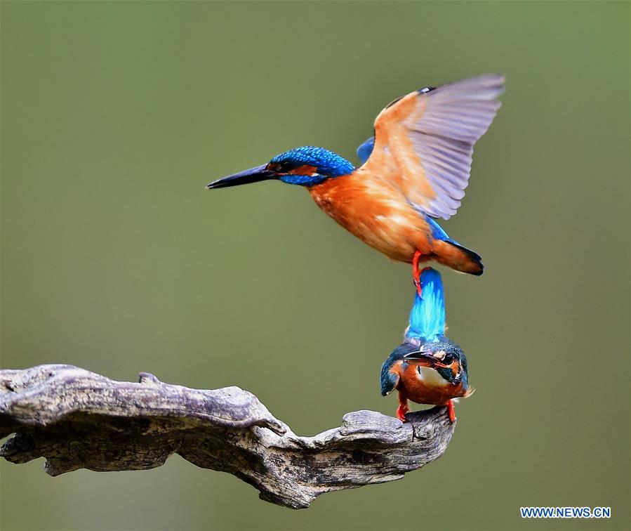 kingfishers seen at national forest park in se china"s fujian