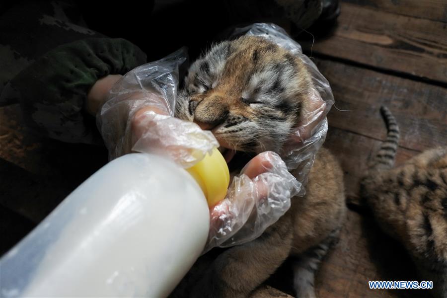 siberian tiger gives birth to quintuplets in china"s