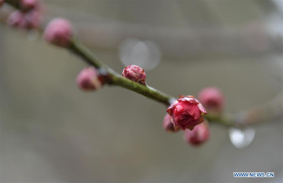 in pics: plum blossoms in central china"s hubei