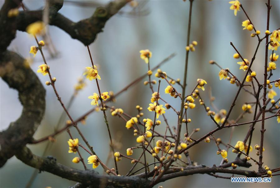 in pics: plum blossoms in central china"s hubei