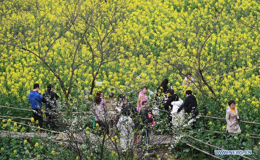 people enjoy cole flowers in sw china"s chongqing