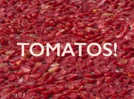 It's time to harvest tomato in Xinjiang
