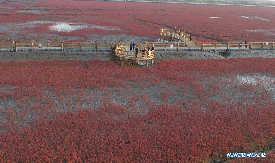 View Of Honghaitan Red Beach Scenic Area In Ne Chinas Liaoning