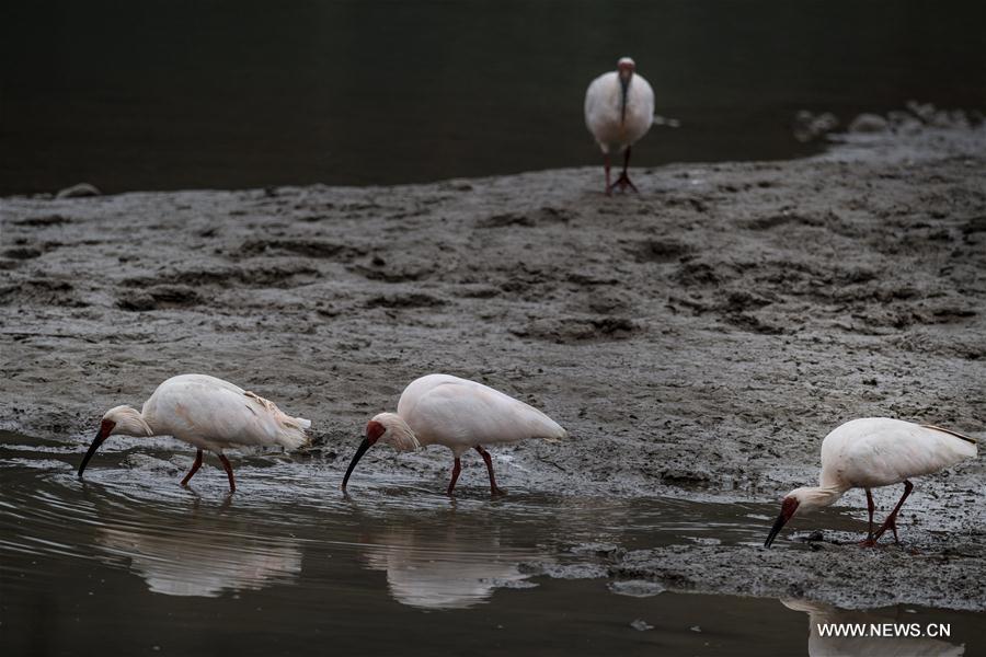 in pics: crested ibises by muma river in china"s