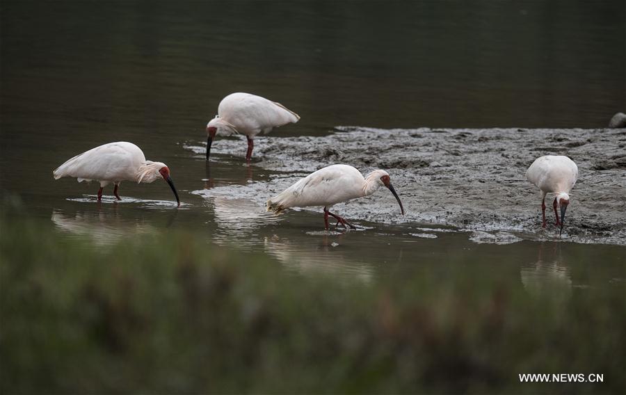 in pics: crested ibises by muma river in china"s