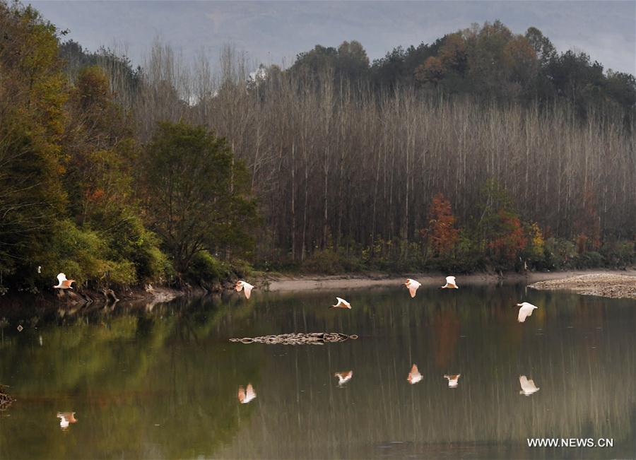 in pics: crested ibises by muma river in china"s