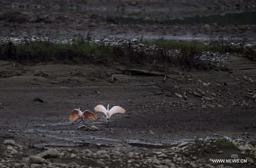 in pics: crested ibises by muma river in china"s