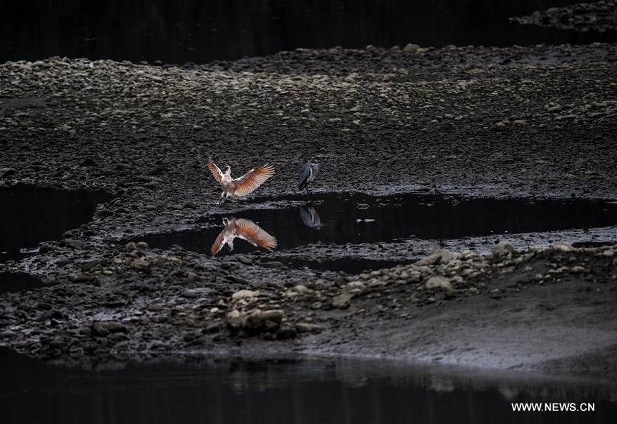 in pics: crested ibises by muma river in china"s