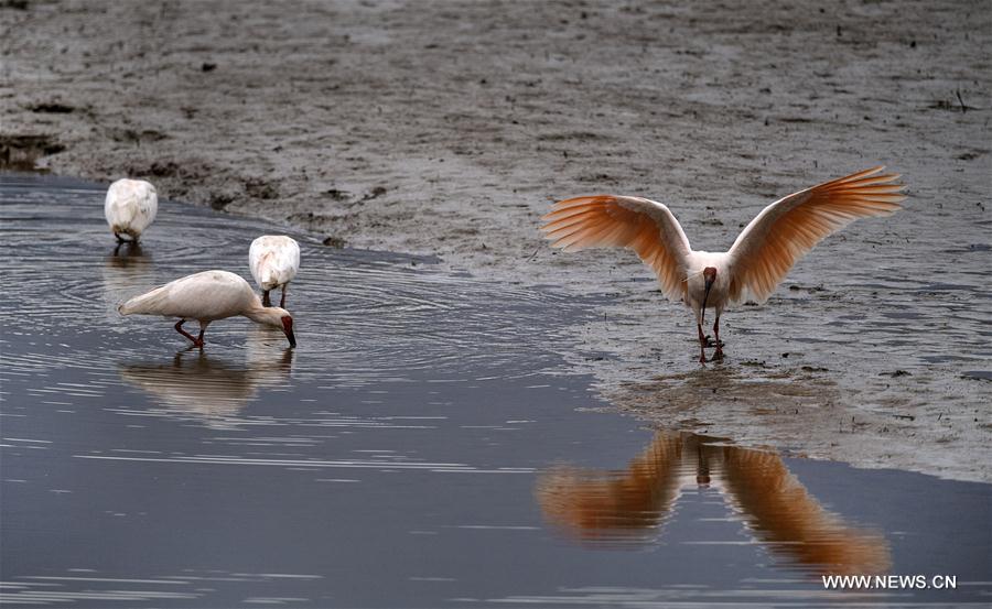 in pics: crested ibises by muma river in china"s