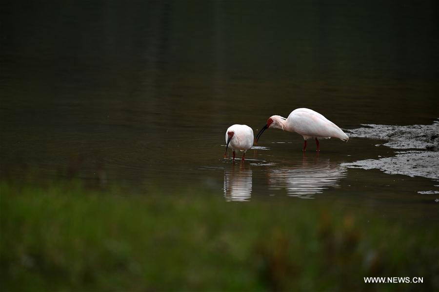 in pics: crested ibises by muma river in china"s