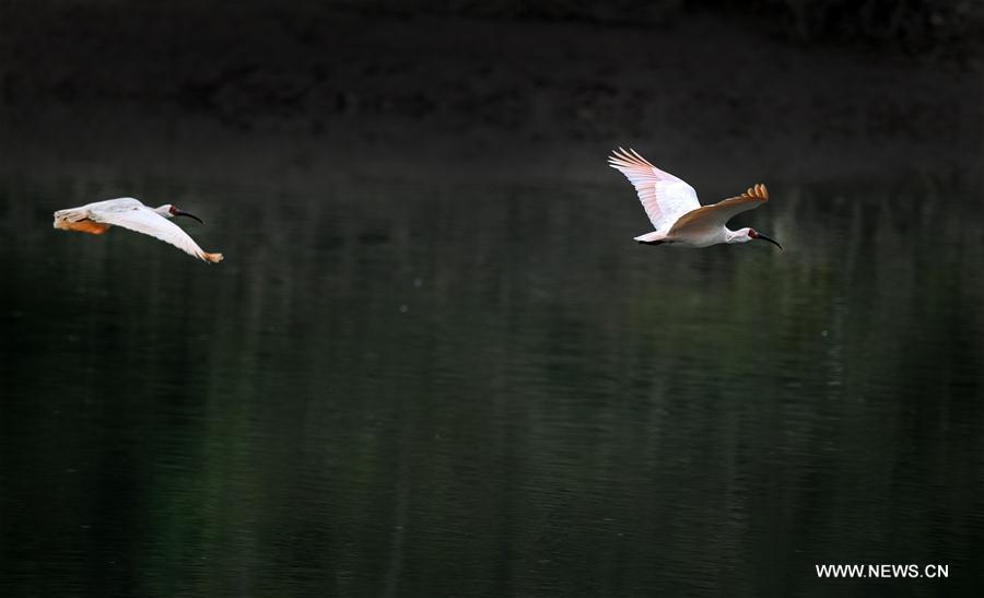 in pics: crested ibises by muma river in china"s