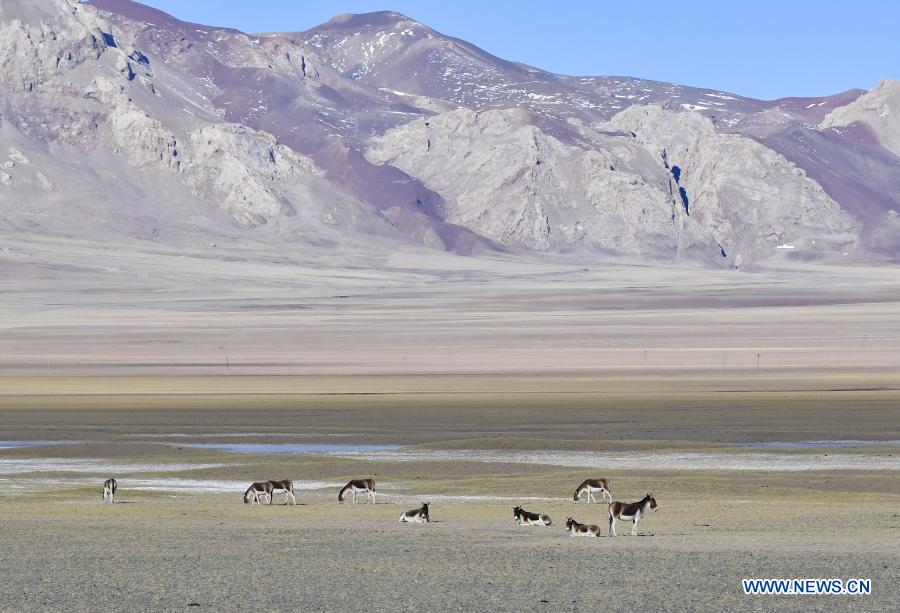 in pics: tibetan antelopes on tibetan plateau