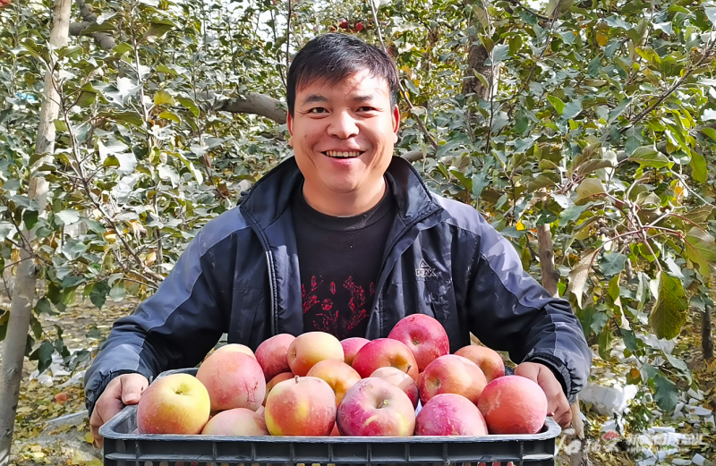 APPLES- SUGAR BEE – Hutchinson Farms