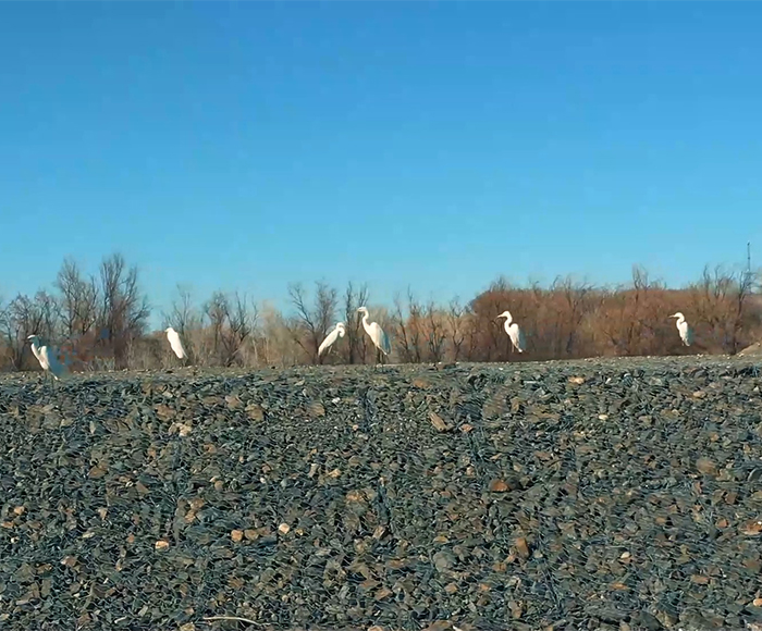 Cormorants and egrets fly to Qinghe County, Xinjiang-截图