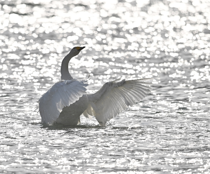 Hundreds of swans come to the reservoir in Yuli County, Xinjiang-截图