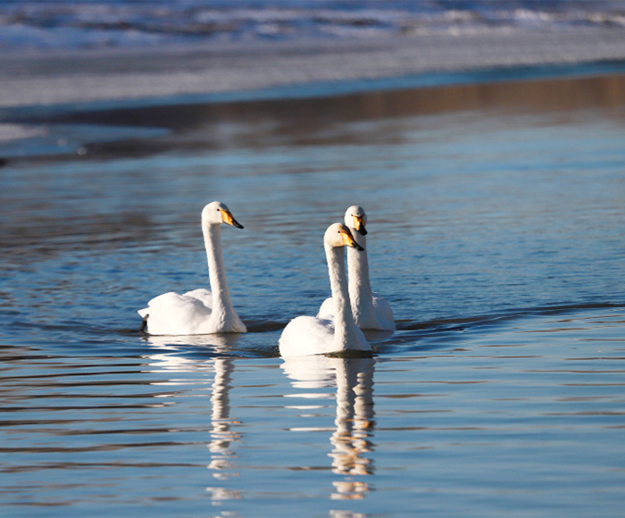 Swans swim and play in the Longquan Lake in Wensu County, Xinjiang-截图