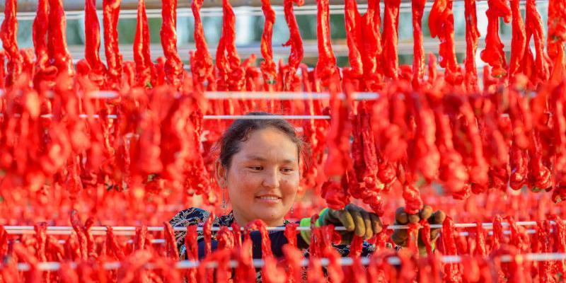 Xinjiang 7 Days’ Images: A bumper harvest