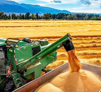 Autumn harvest is in full swing in Xinjiang