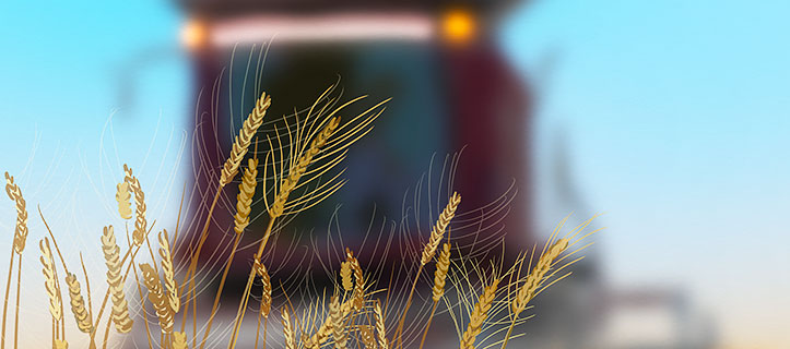 Summer harvest underway in Xinjiang