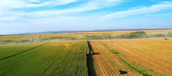 Autumn grain of NW China’s Xinjiang enters harvest period