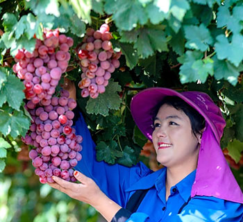 Autumn harvest is in full swing in NW China's Xinjiang