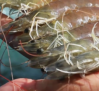 Bumper harvest of aquatic products in NW China