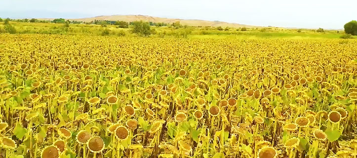 Sunflower harvest in Xinjiang
