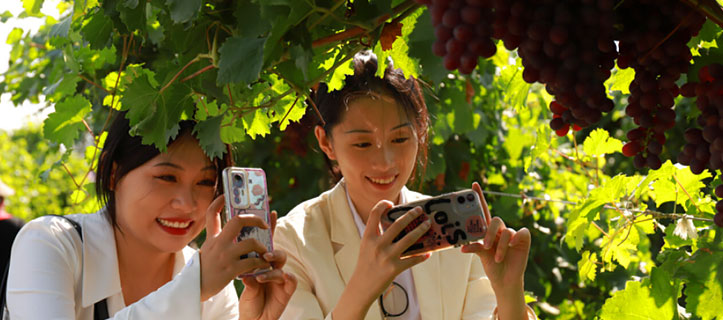 Harvest scene in the north and south of Tianshan Mountains, Xinjiang