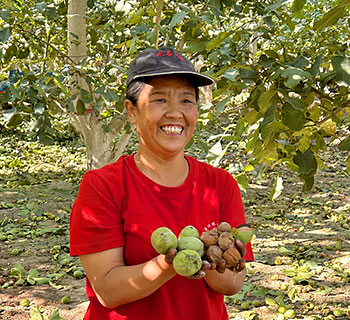 Walnuts enter the harvest season in Xinjiang
