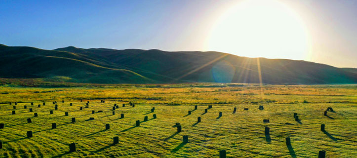 Grass harvest season of the

