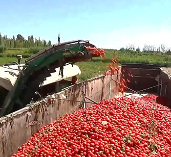 A bumper harvest of more than 150,000 mu of tomatoes in Xinjiang