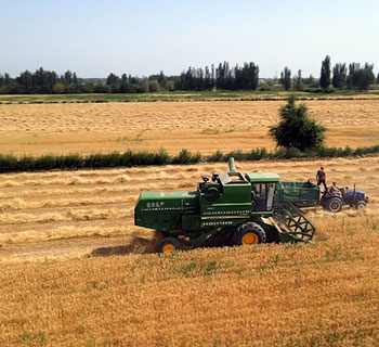 The wheat harvesting progress in Xinjiang has exceeded half