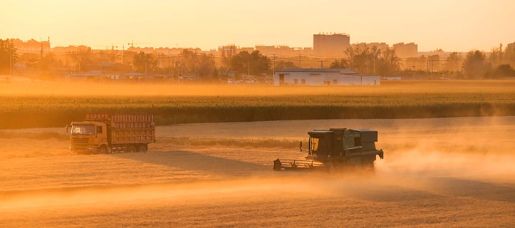 Wheat is waiting to be harvested in NW China's Xinjiang