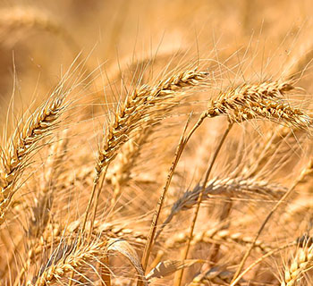 InPics: Summer harvest underway in NW China's Xinjiang
