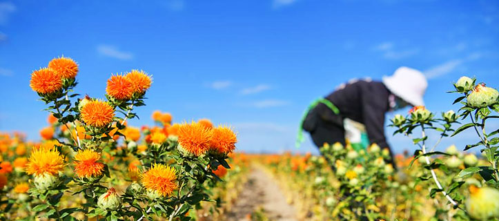 Safflowers enter harvest season in Yumin County, NW China