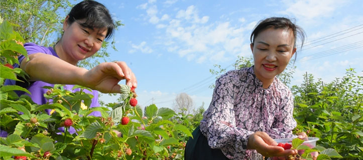 In the busy summer days, farmers start to harvest in NW China’s Xinjiang