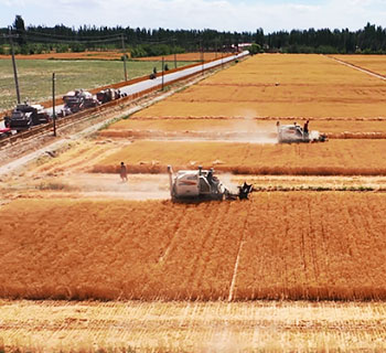 Xinjiang has started to harvest summer grain and 39800 mu of wheat has been harvested in various localities