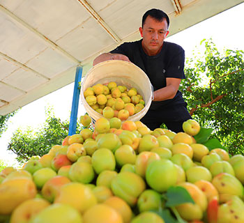 Apricots enter the harvest season in Toksun County, NW China’s Xinjiang