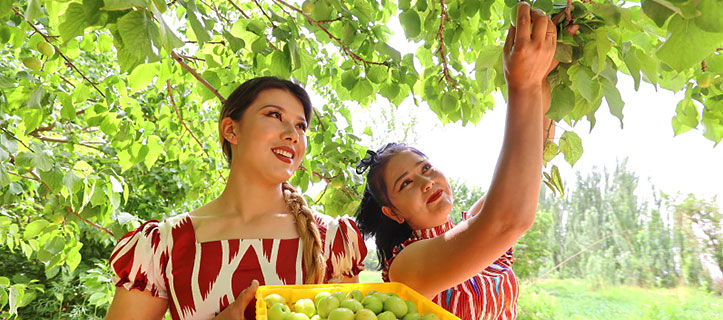 A bumper harvest of apricots in Kuqa City, NW China’s Xinjiang