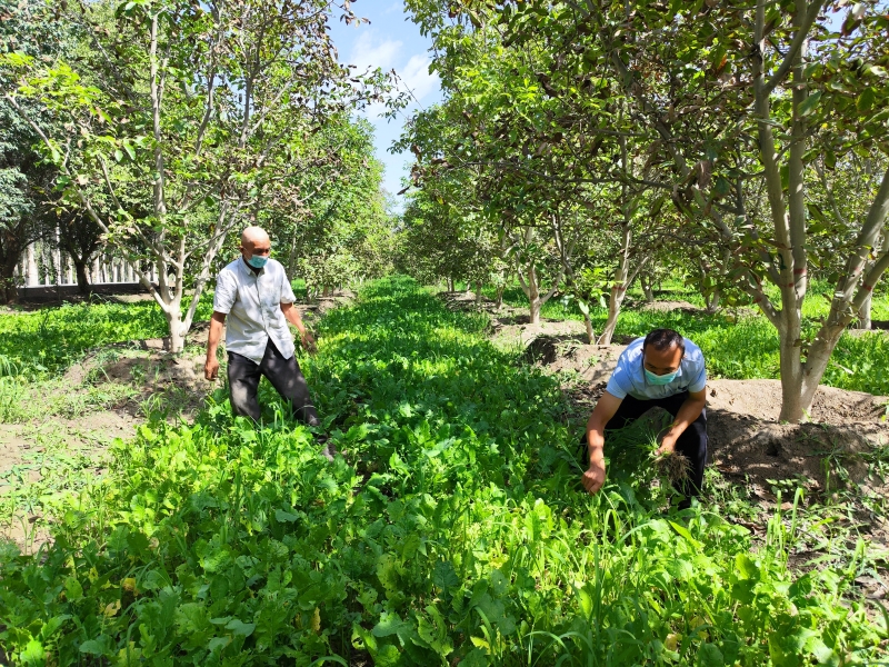 Qamgur realizes farmers' dream of getting rich-TIANSHANNET-天山网