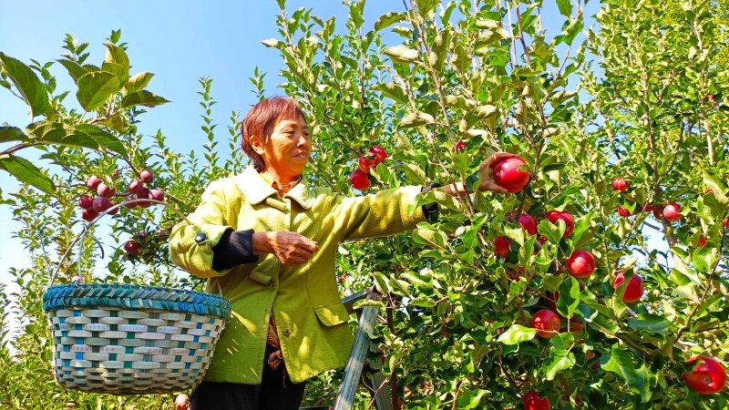 The harvest of apples makes farmers smile happily in Tekes County, NW ...