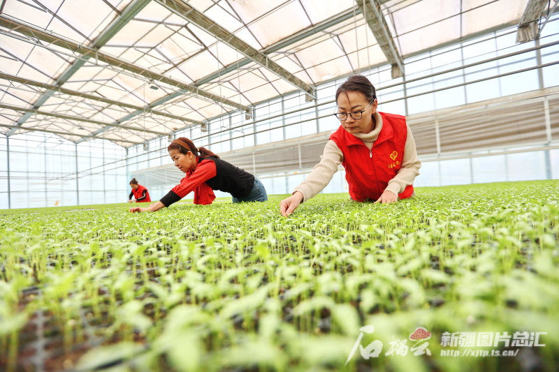 People seize the spring time and step up spring ploughing in NW China’s ...